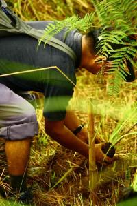 tree planting by yamzee