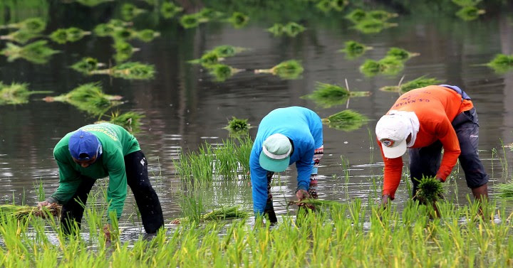 [People] Why is rice so expensive causing hunger? | By Fr. Shay&nbsp;Cullen